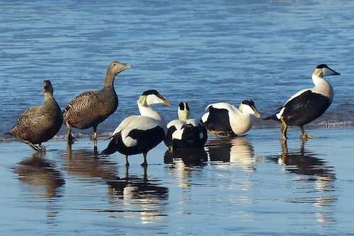 Eider Ducks, Bamburgh Beach © Robin Drayton (CC BY-SA 2.0)